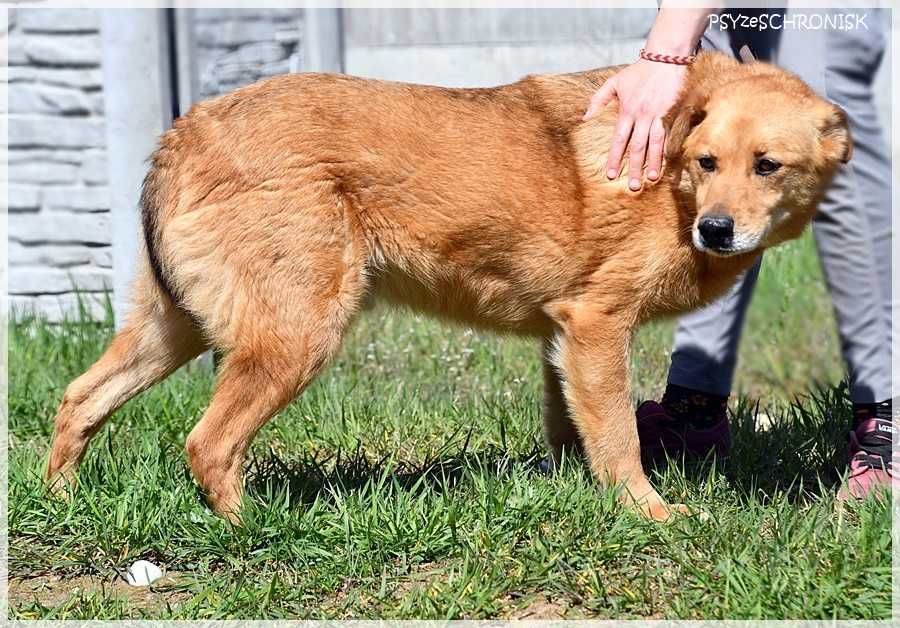 Rodi - czeka na ratunek już ponad 9 lat
