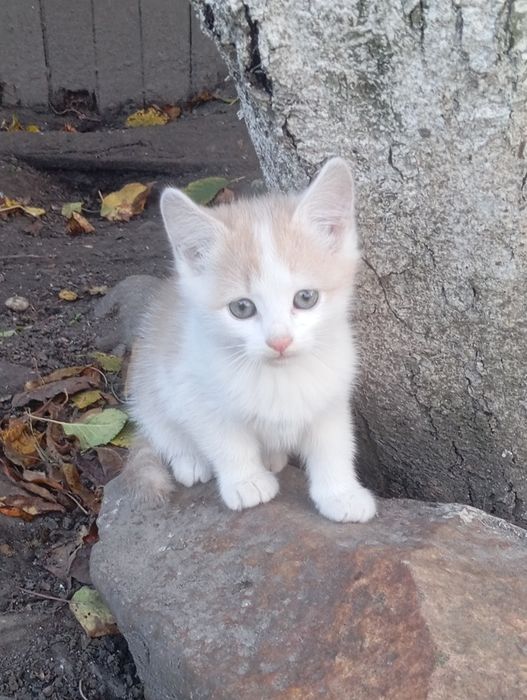 Киця - в добрі руки.