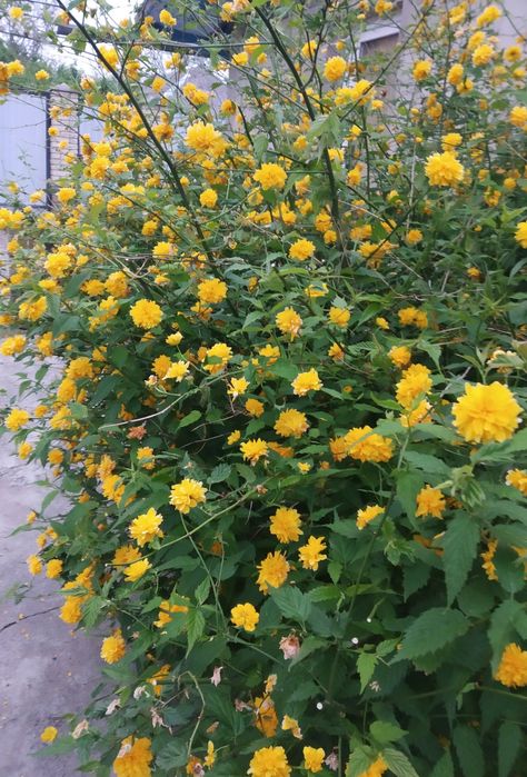 Керія японська махрова