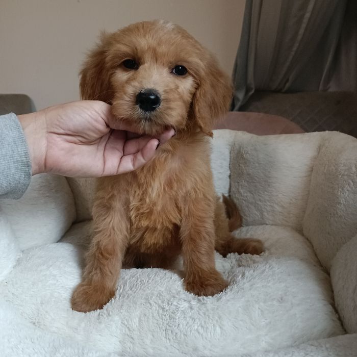 Шикарна крихітка Goldendoodle F1 (Labradoodle). Київ