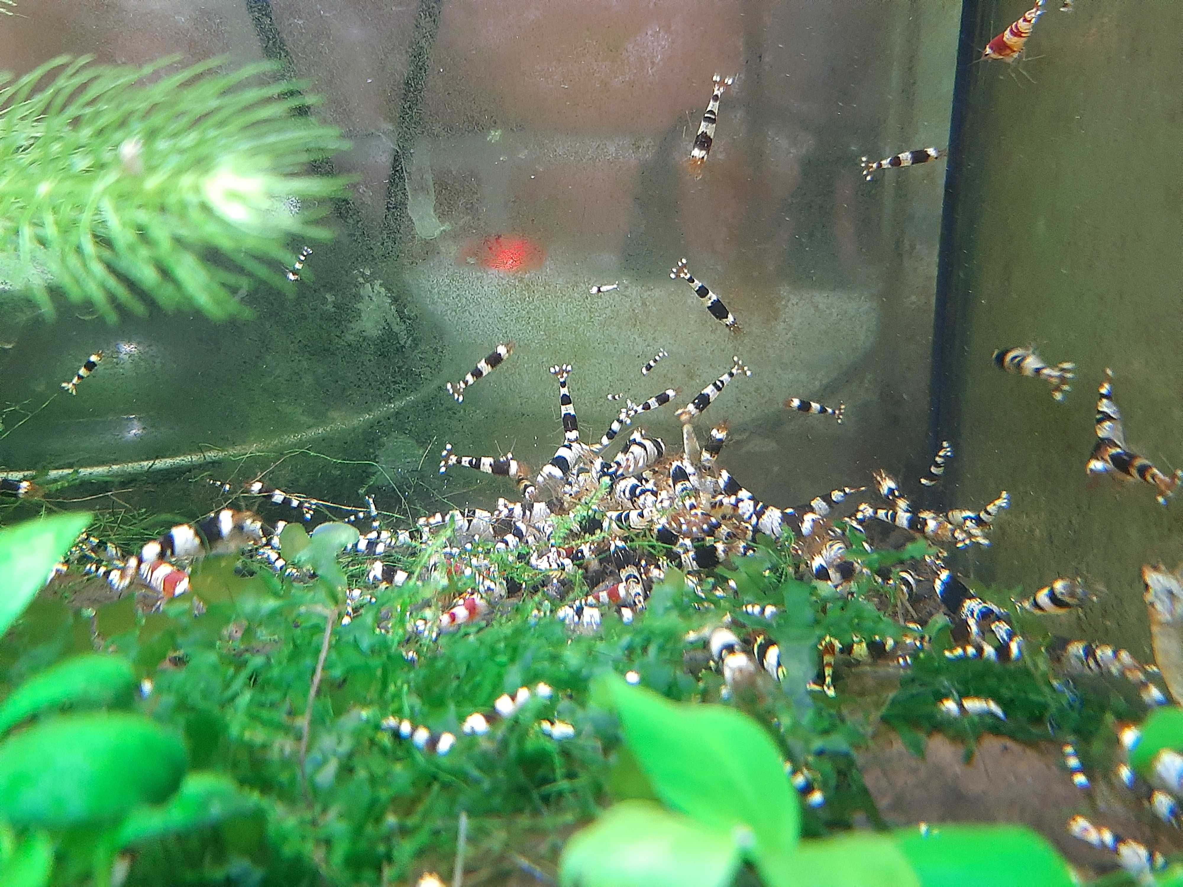 Krewetki Crystal Black