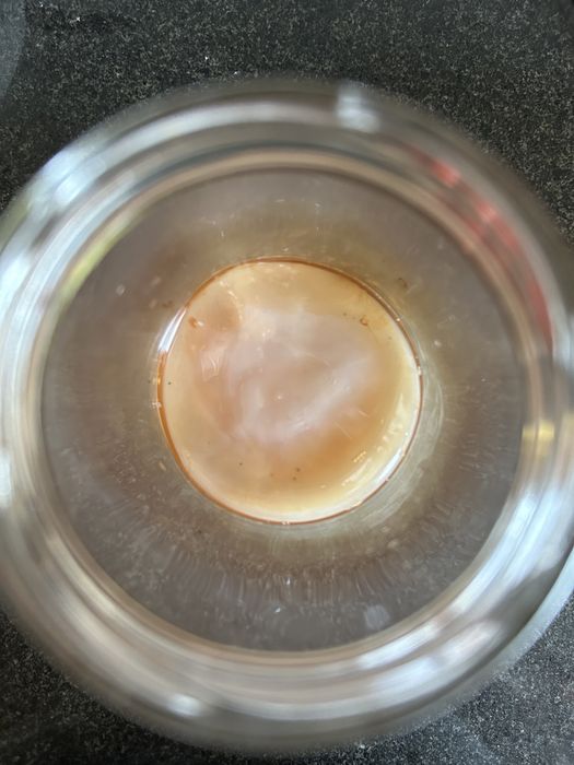 Kombucha produção biológica