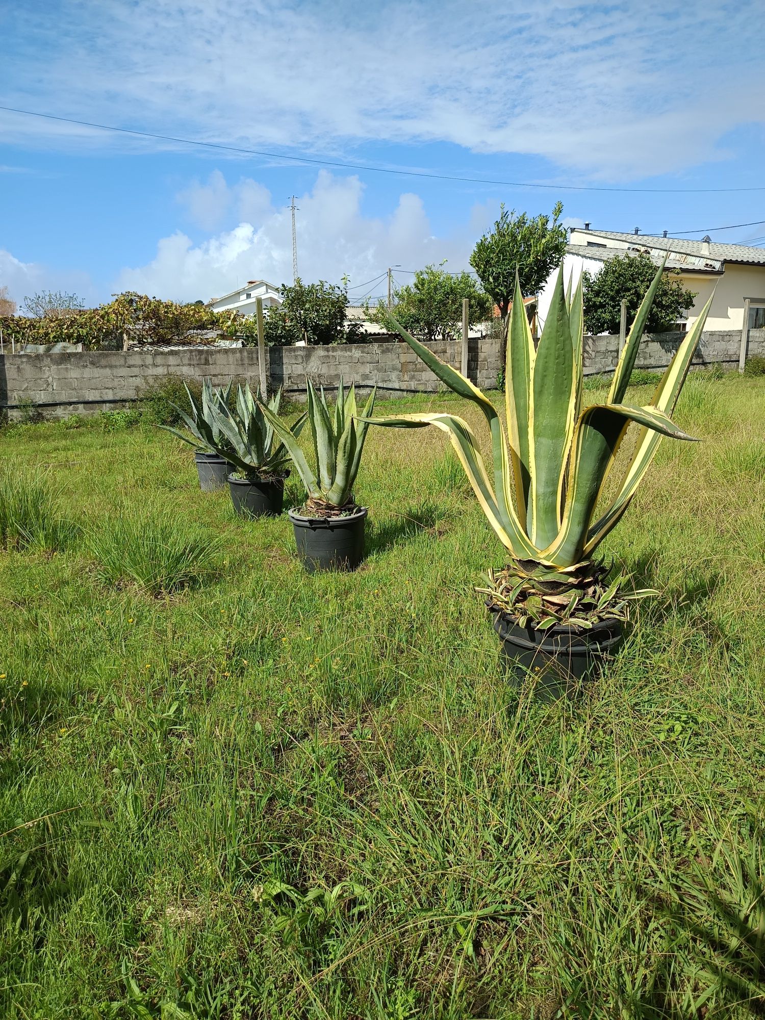 Vendo plantas para jardim Agaves e Yucas