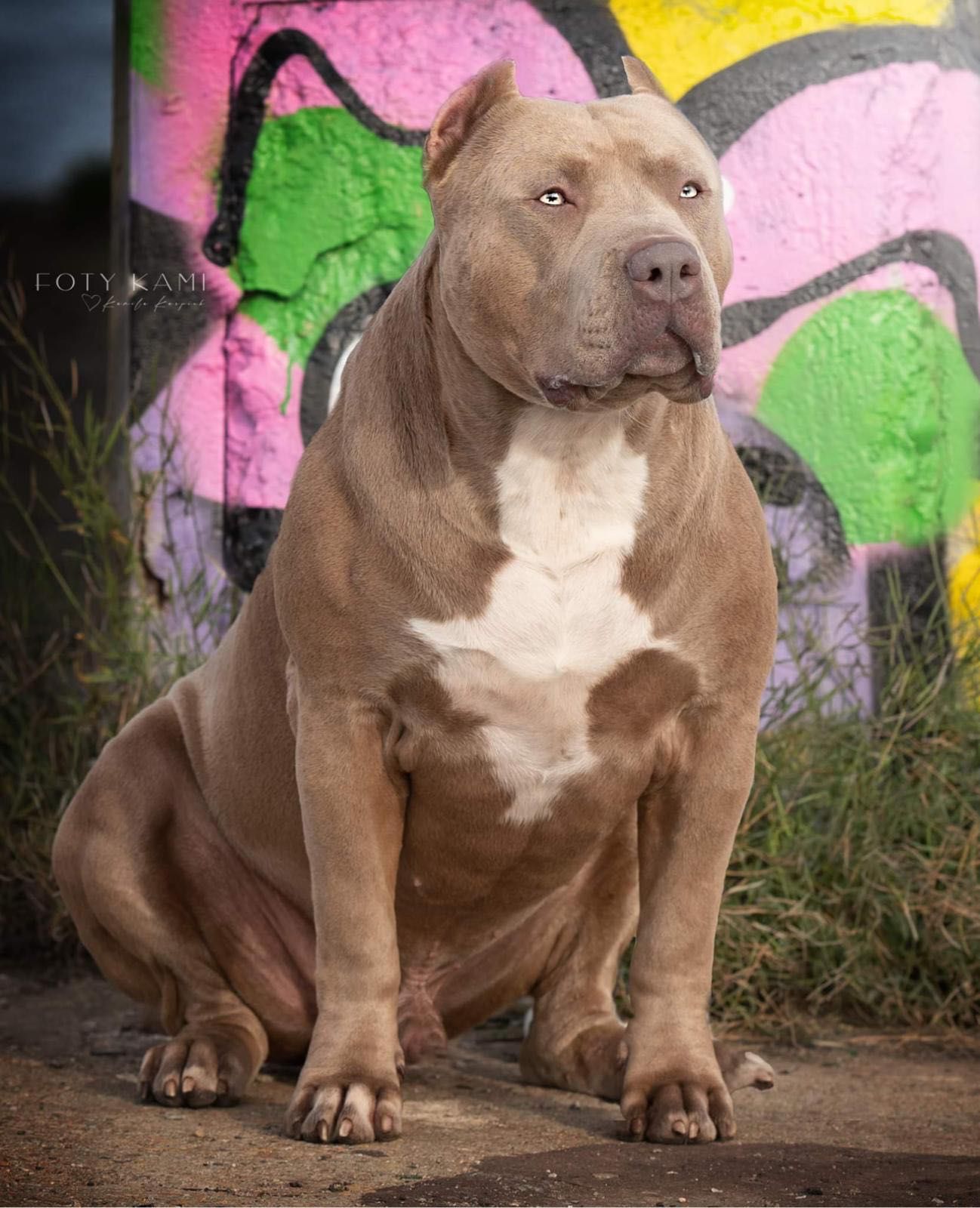 Piękna suczka American Bully XL po bardzo mocnych rodzicach