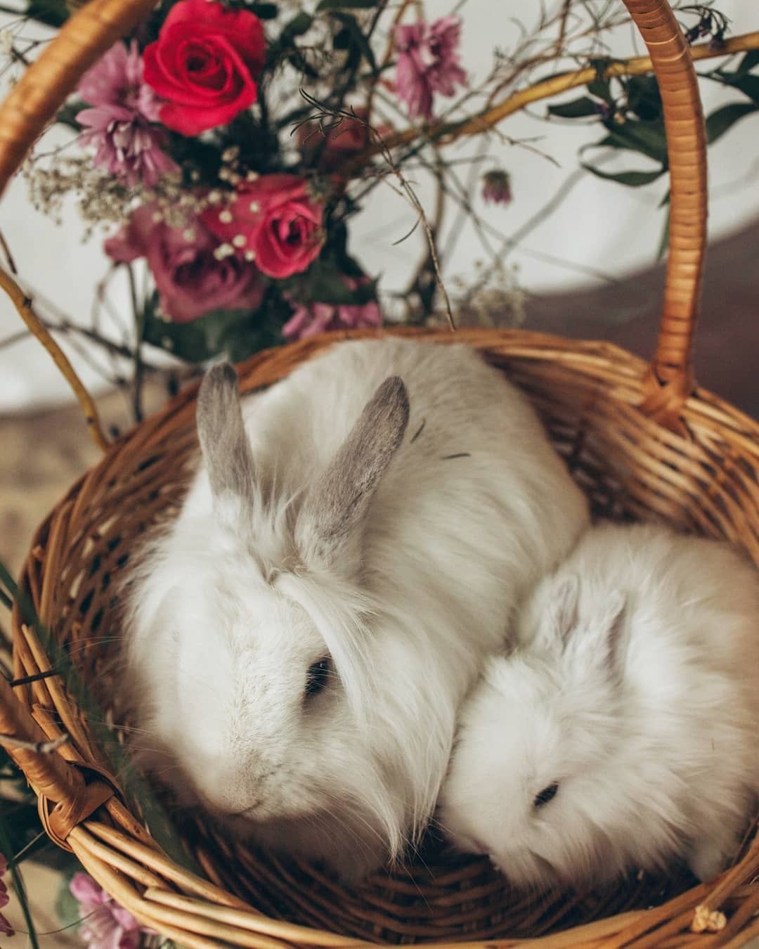 Кролики декоративные белые  с рыжими пятнами ,кремовая