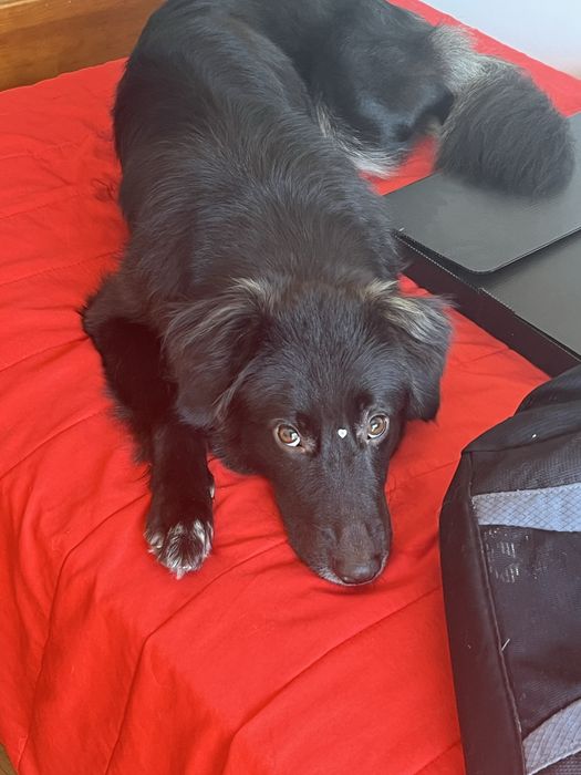 Molly cadela 1 ano +/-