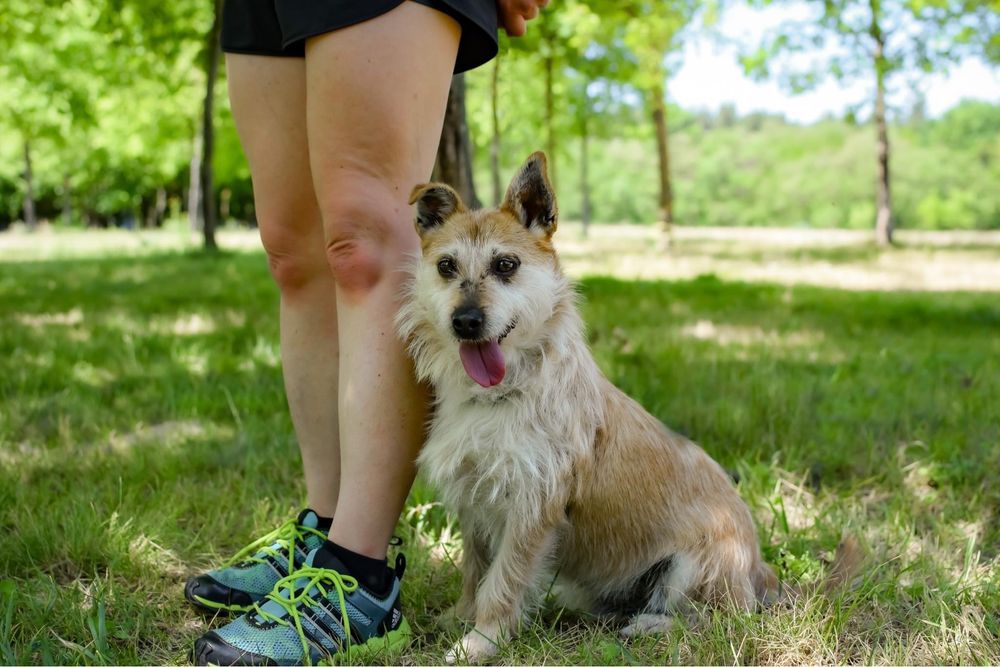 Karmin rudy szorstki piesek do adopcji