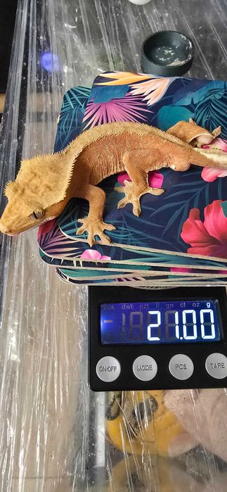 Gekon orzęsiony samiec red bi color