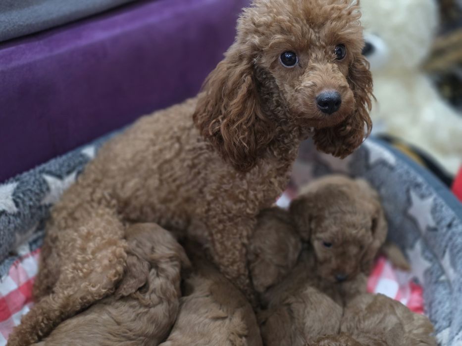 Pudel Toy/miniaturka suczka bad genetyczne kolor Red