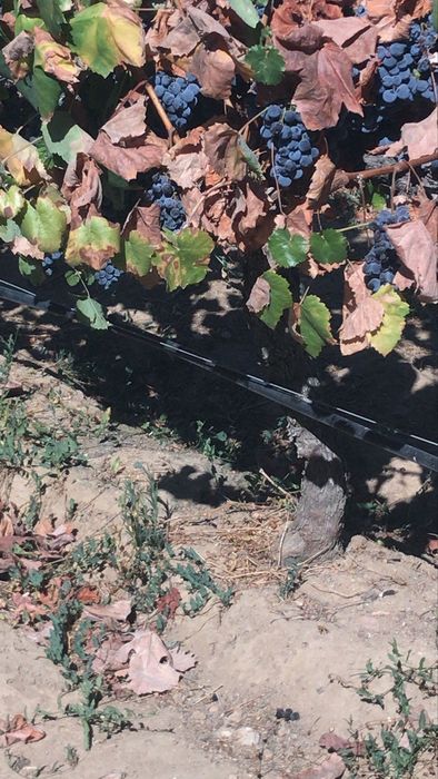 Venda de Uvas para vinho