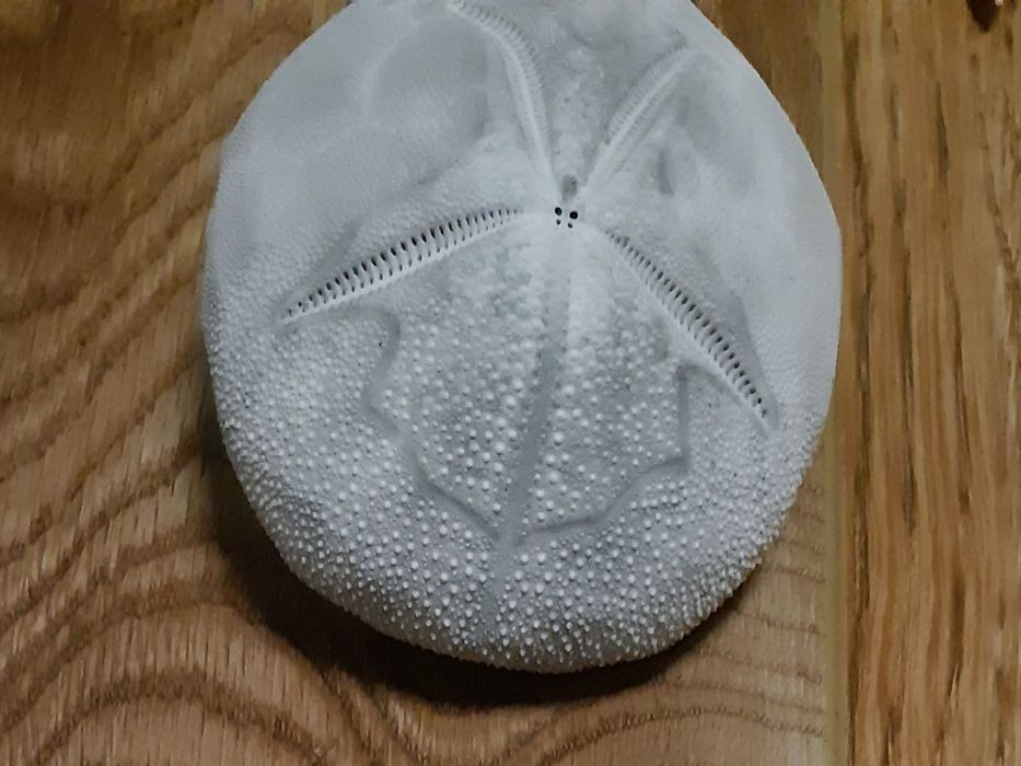 Эксклюзив. Панцирь морского ежа.