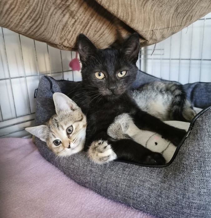 3 miesięczna koteczka szuka domu