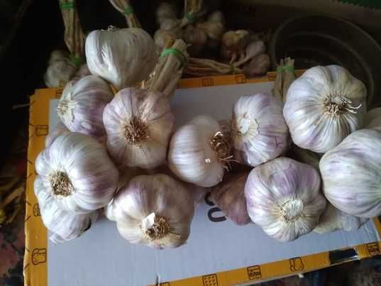 czosnek harnaś 230sztuk