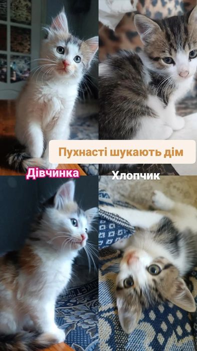 Гвіздець Віддам у добрі руки