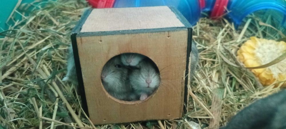 Віддам джунгарських хомяків