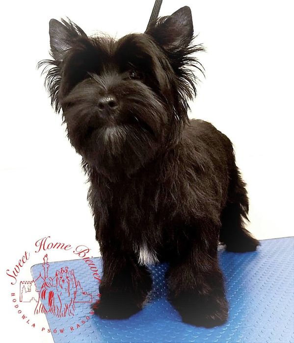 Black Yorkshire terrier Amor, york