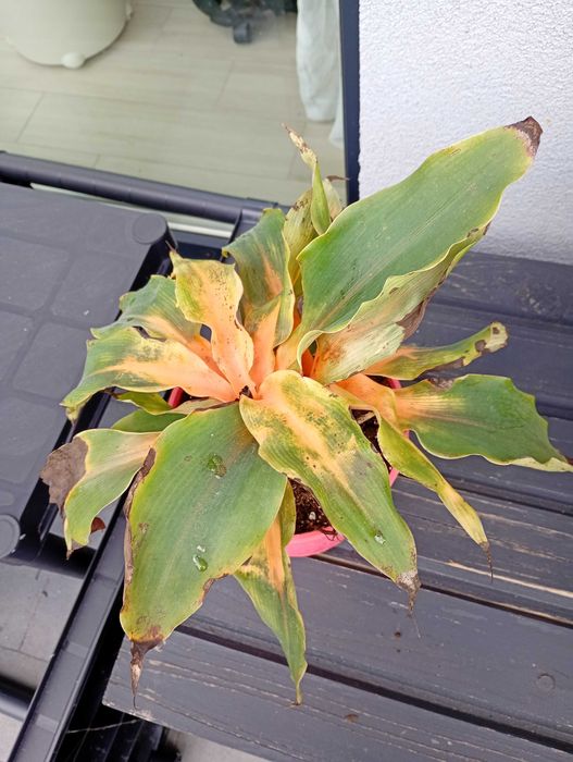 Zielistka orange pomarańczowa