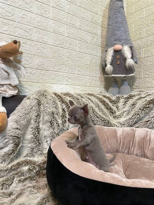 Лілова краля чихуахуа