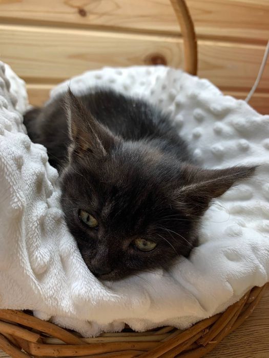 Кошенятко в добрі ручки