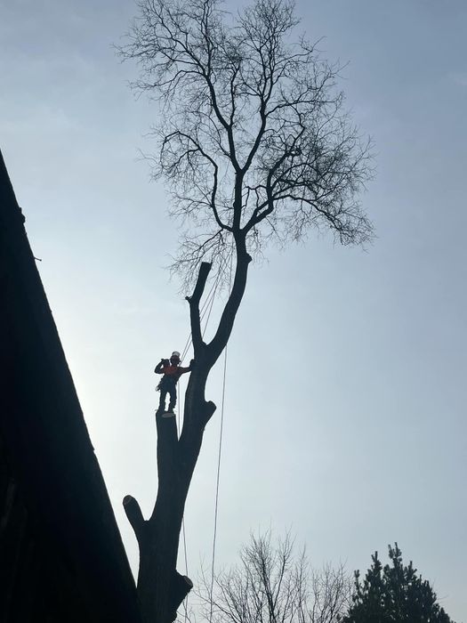 Wycinka Drzew Alpinistycznie Profesjonalnie