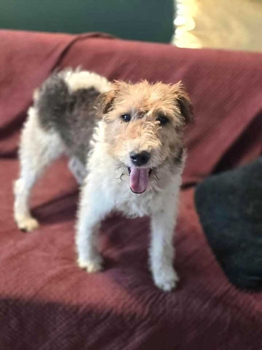 Kochany, bezdomny, bardzo pragnący miłości foxterier szuka domku