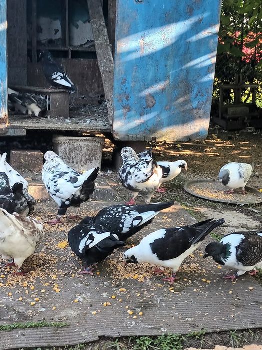 Gołębie Strasery Kingi Rysie