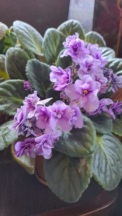 Фіалка, кімнатні рослини, фиалочки