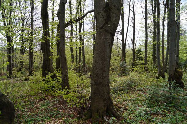 Las bukowy z łąką, działka 1 hektar, PASMO BUKOWICA w Beskidzie Niskim