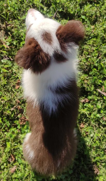 Piękna Rasowa Suczka Border Collie z pełną dok. hodowli