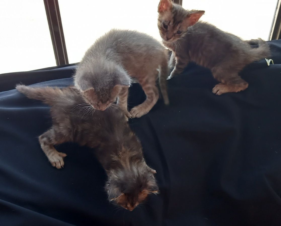 Dão-se gatinhos de 7 semanas