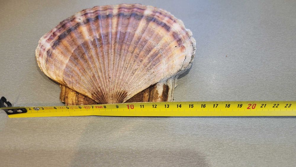 Океанічні мушлі ракушки зірка