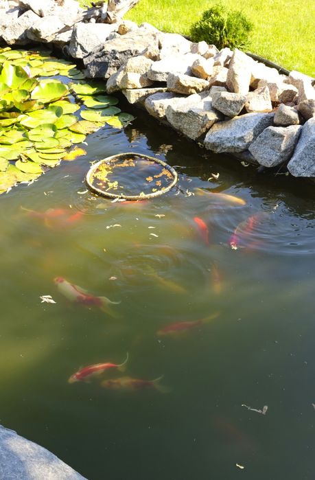 Продам золотих рибок