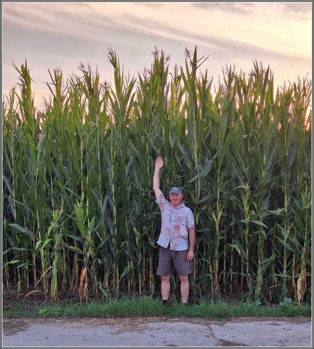 Kukurydza SKYTOWER - Kiszonkowy Kolos - Najwyższa - Nasiona Kukurydzy