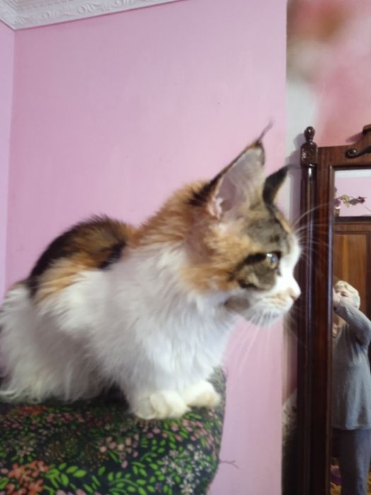 Прекрасна трьох колірна мейн куночка