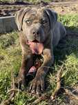 Cane corso femea procura namorado