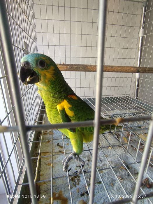 Aestiva para acabar de criar a mão