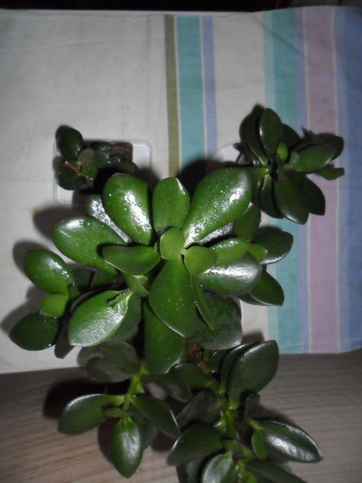 Кактусы,суккуленты (толстянка,денежное дерево)-неприхотливы.