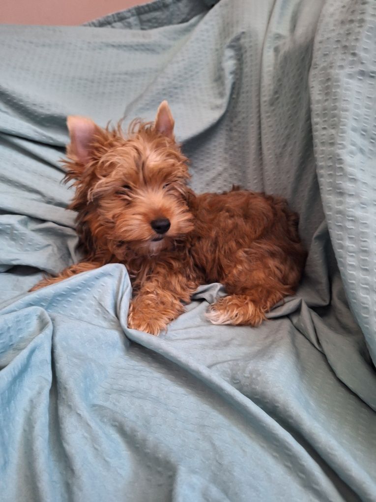 Yorkshire terrier piesek