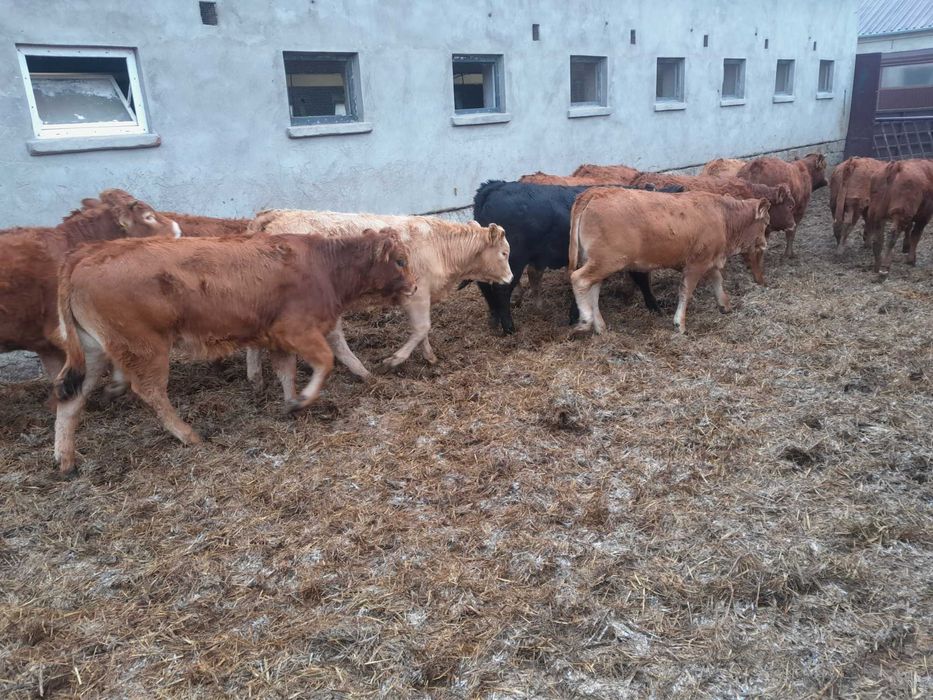 16 jałówek polskich 300kg