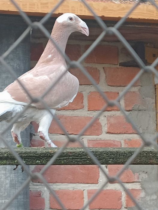 Gołębie rzeszowskie.