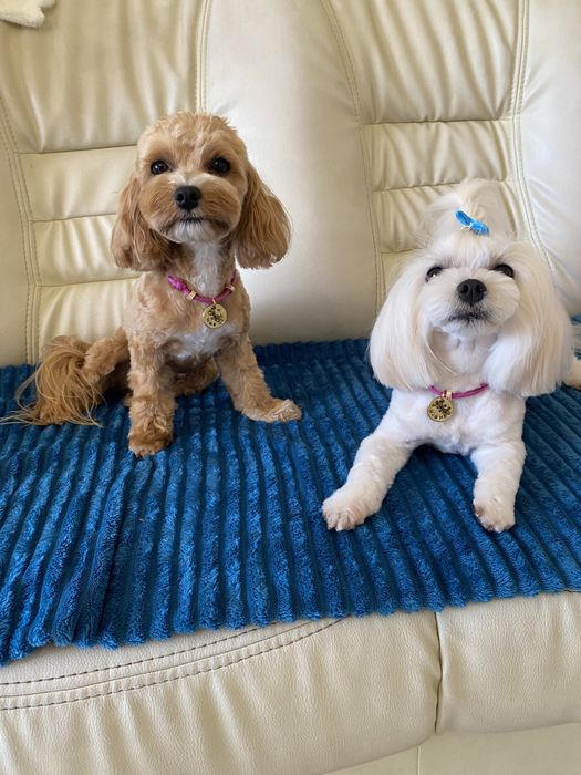 Найгарніші цуценятка мальтипу ф1