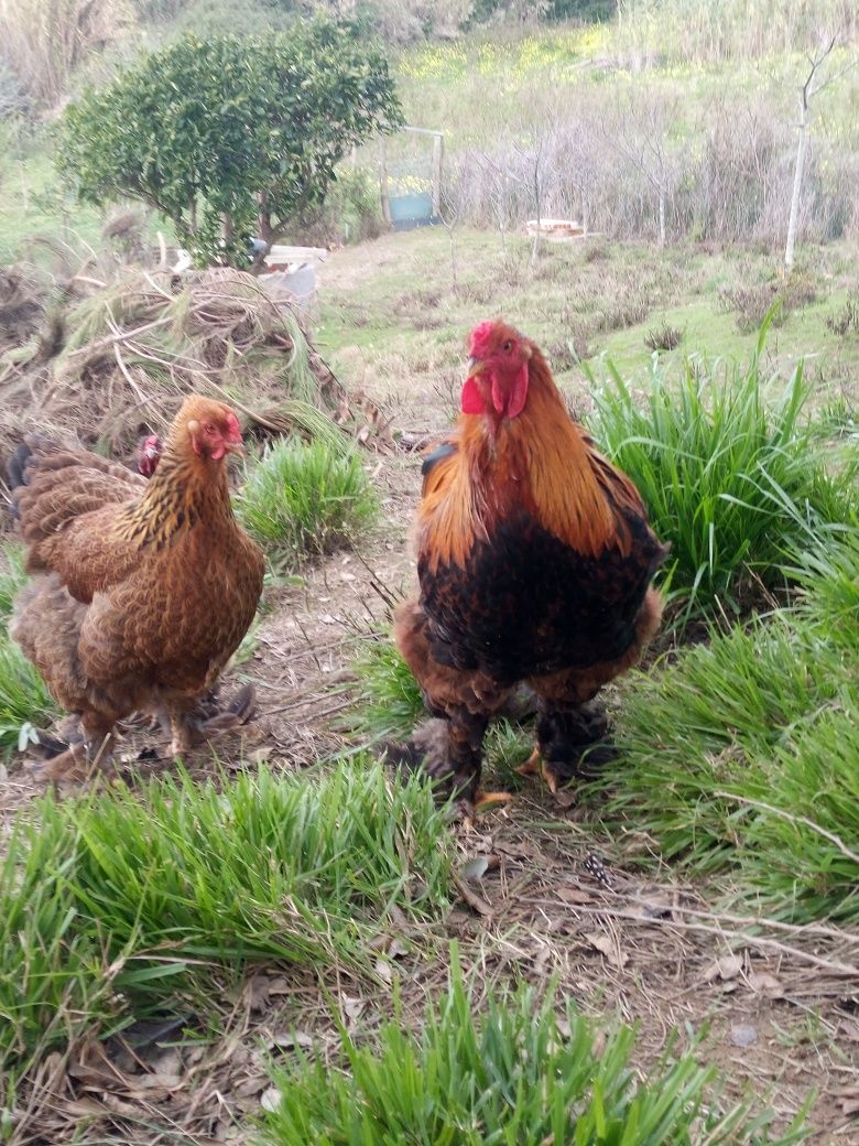 Galos Brahma perdiz