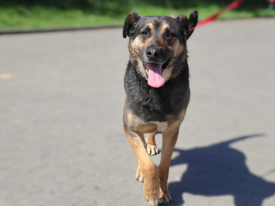 2 letni Borysek do adopcji