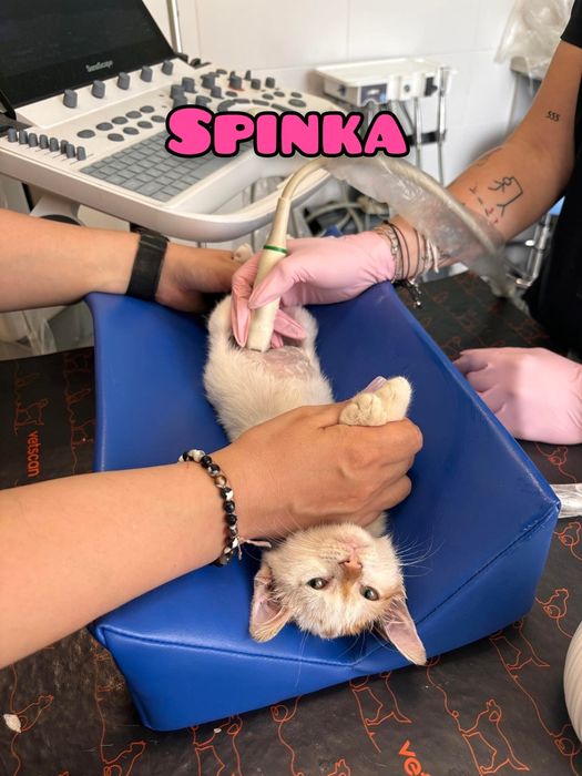 Bezdomne maleństwa szukają kochających domów