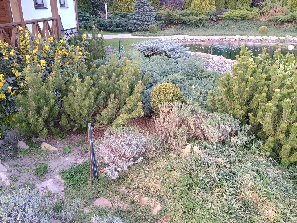 Комплексний догляд. Послуги садівника.