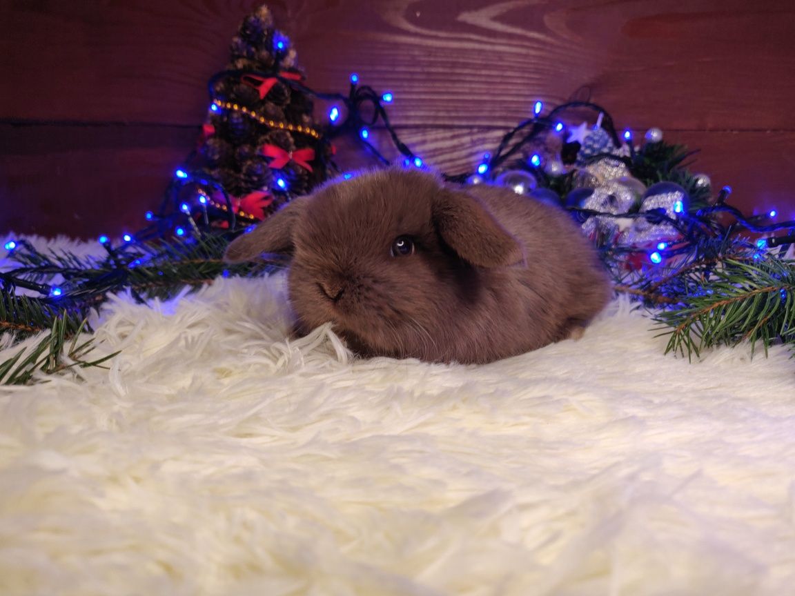 Piękne króliczki Mini Lop.