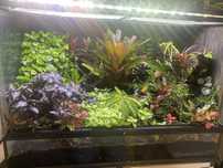 Terrarium roślinne na stelazu