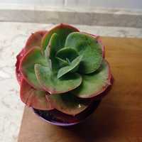 Echeveria gigantea Rose & Purpus - Rosa de Pedra