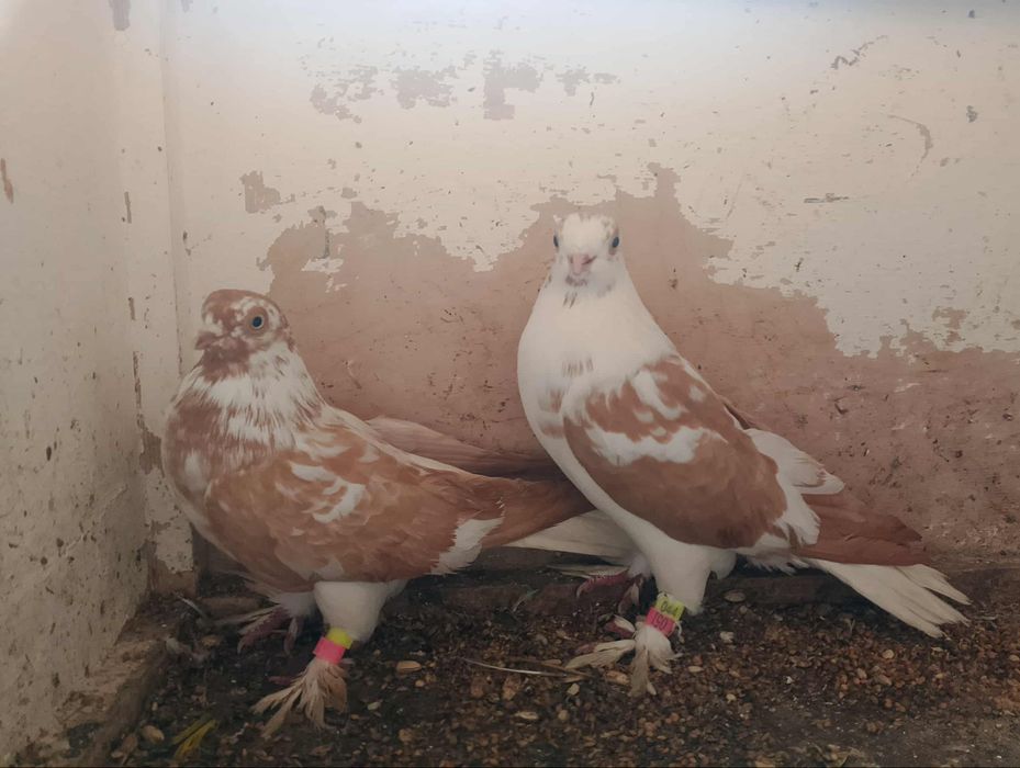 Para parzystych wydymów na białym ogonie