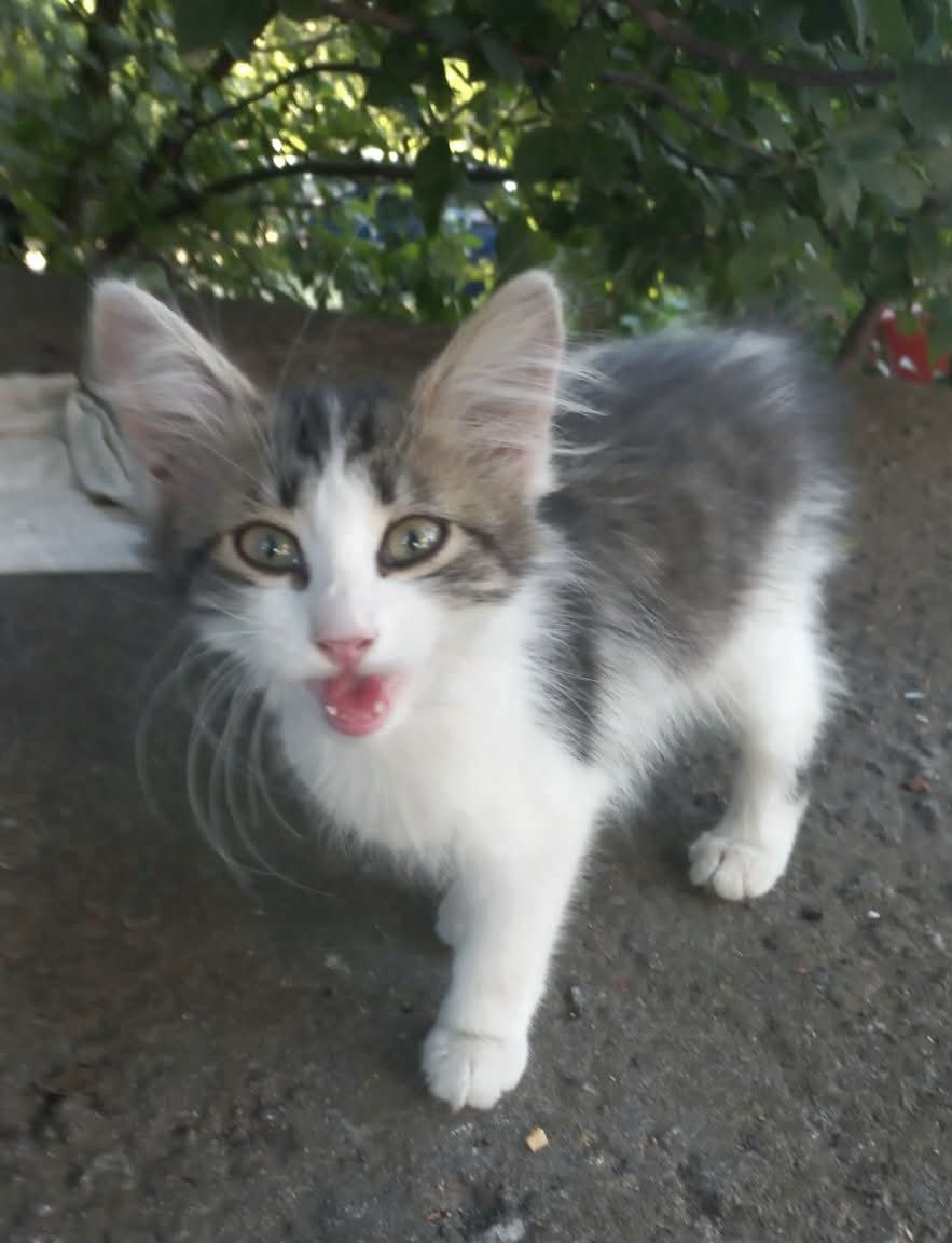 Кошенята дуже красиві до 2, 5 міс